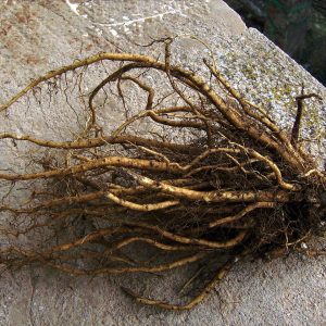 Dried Marshmallow Root