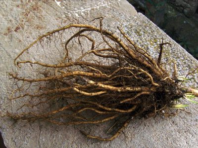 Dried Marshmallow Root