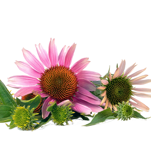 Photo of Echinacea flowers