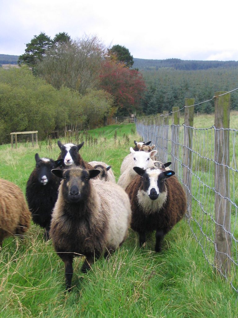 A small flock of Shetland sheep, showing different colours