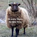 Photograph of a Shetland Sheep