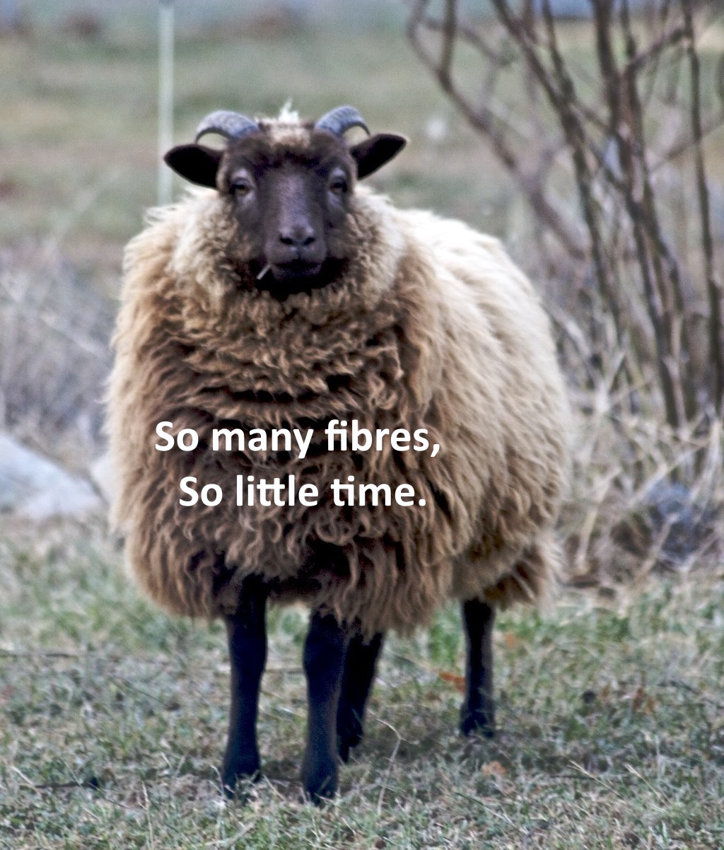 Photograph of a Shetland Sheep