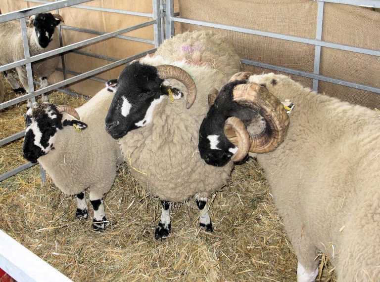 A ram, ewe and a lamb of the Lonk breed