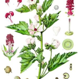 Botanical Herbs